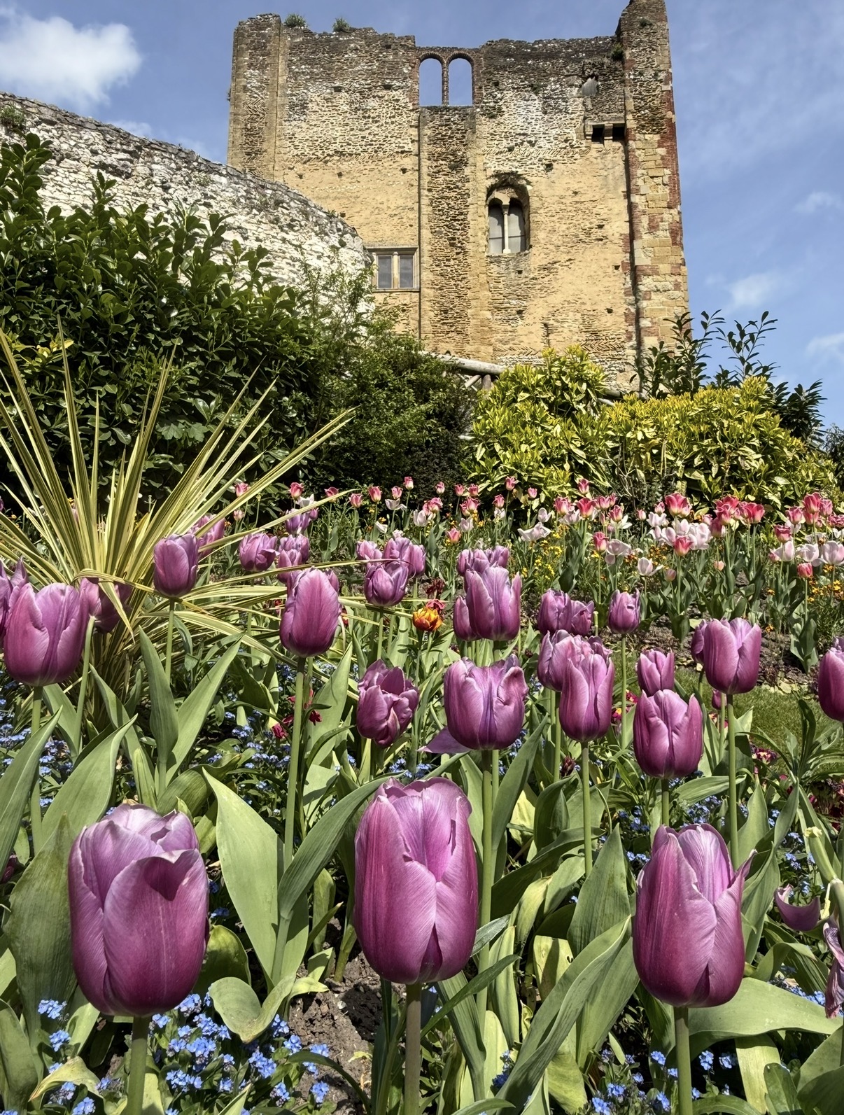 Tulips