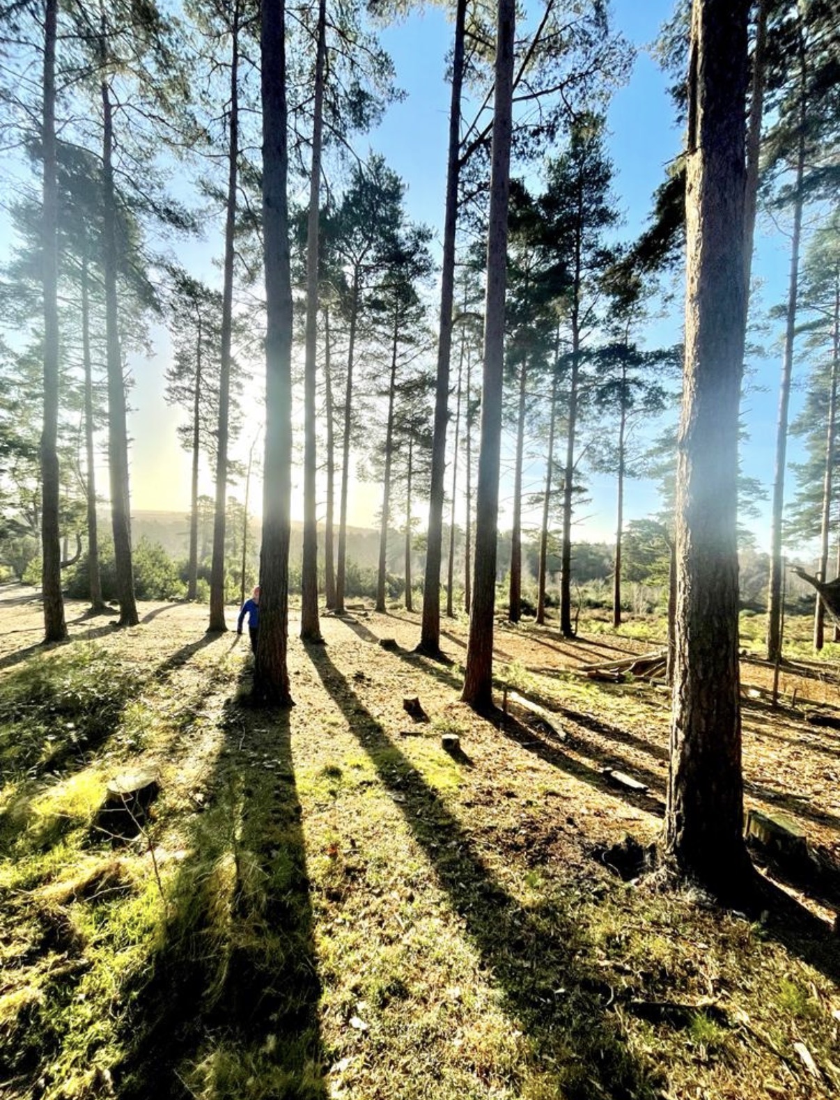 Trees
