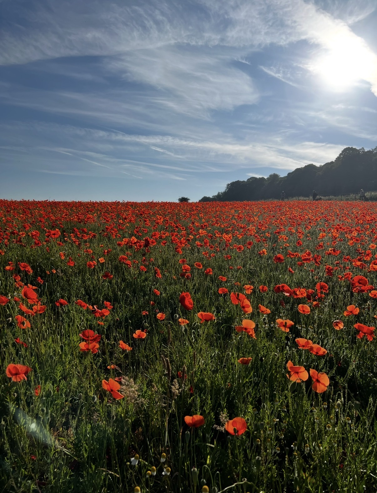 Poppies