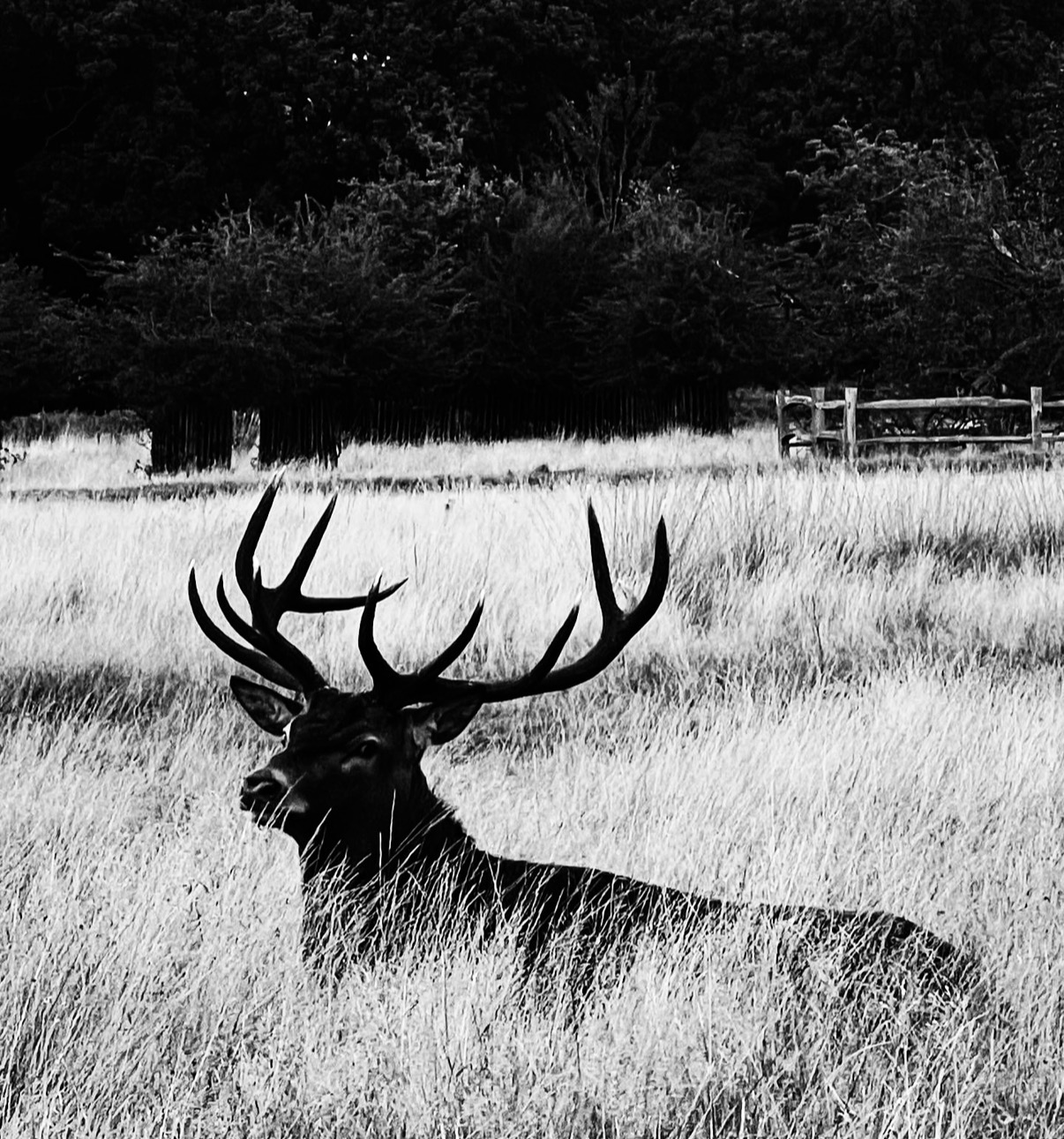 Stag