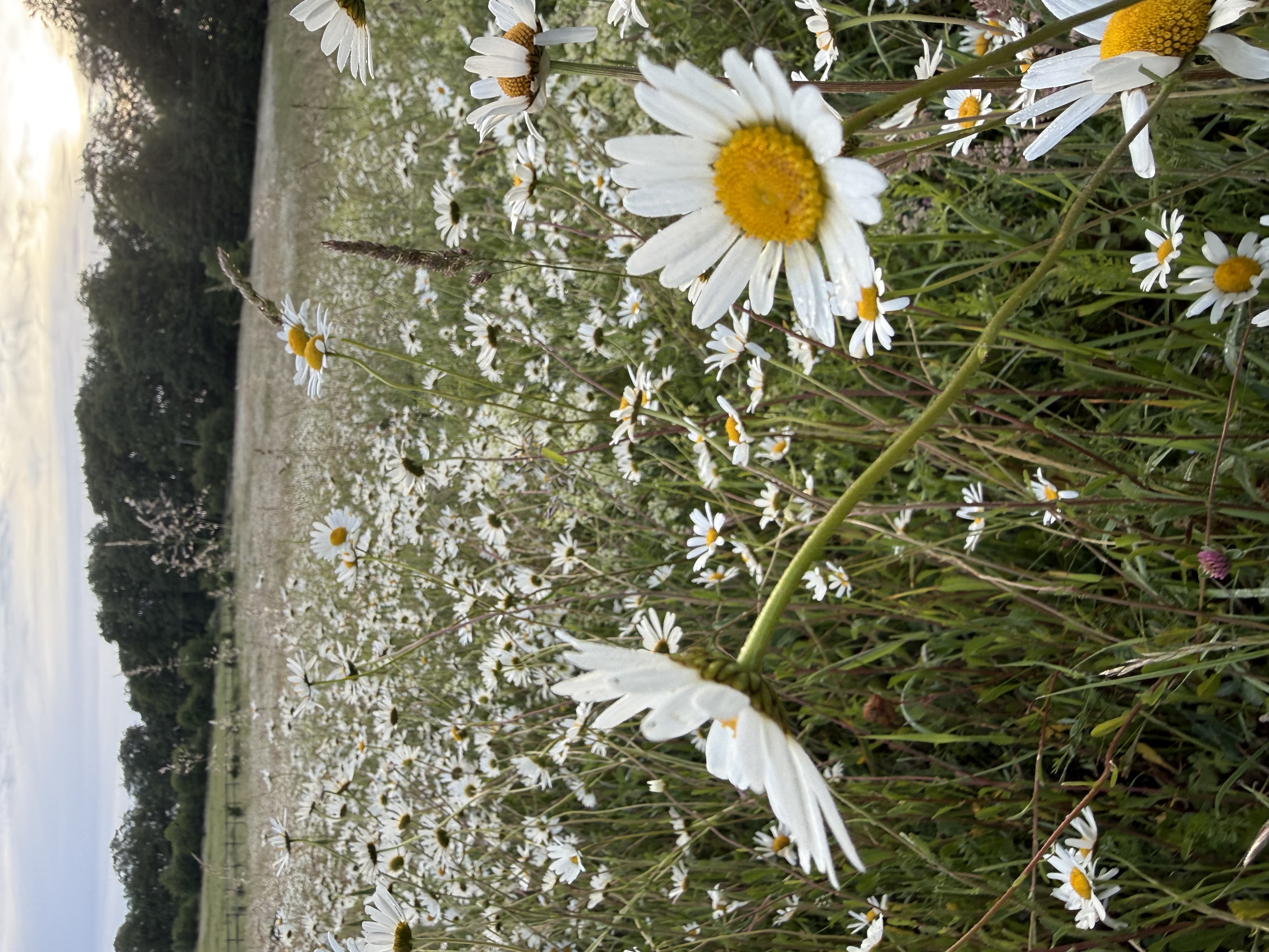 Daisies
