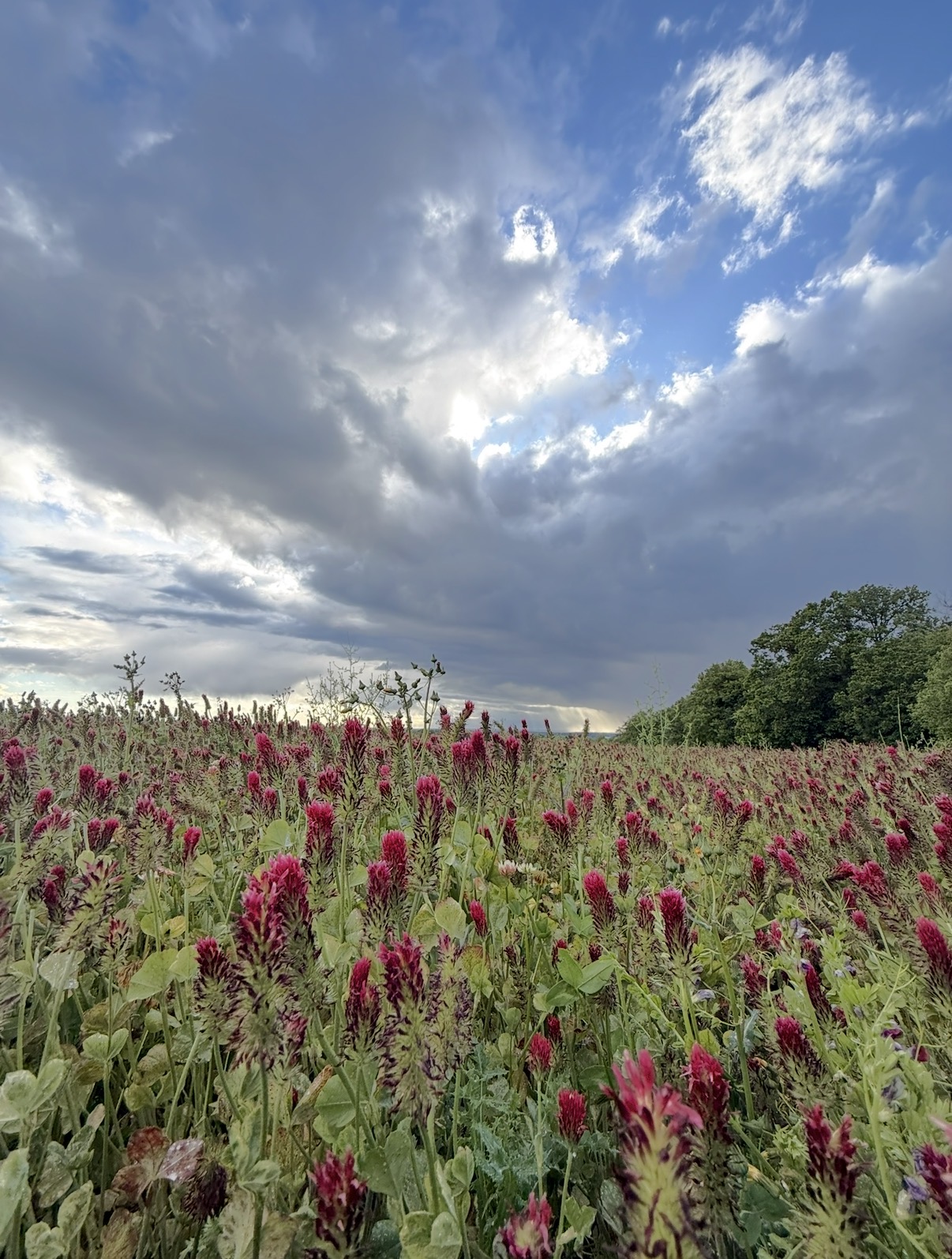Crimson Clover
