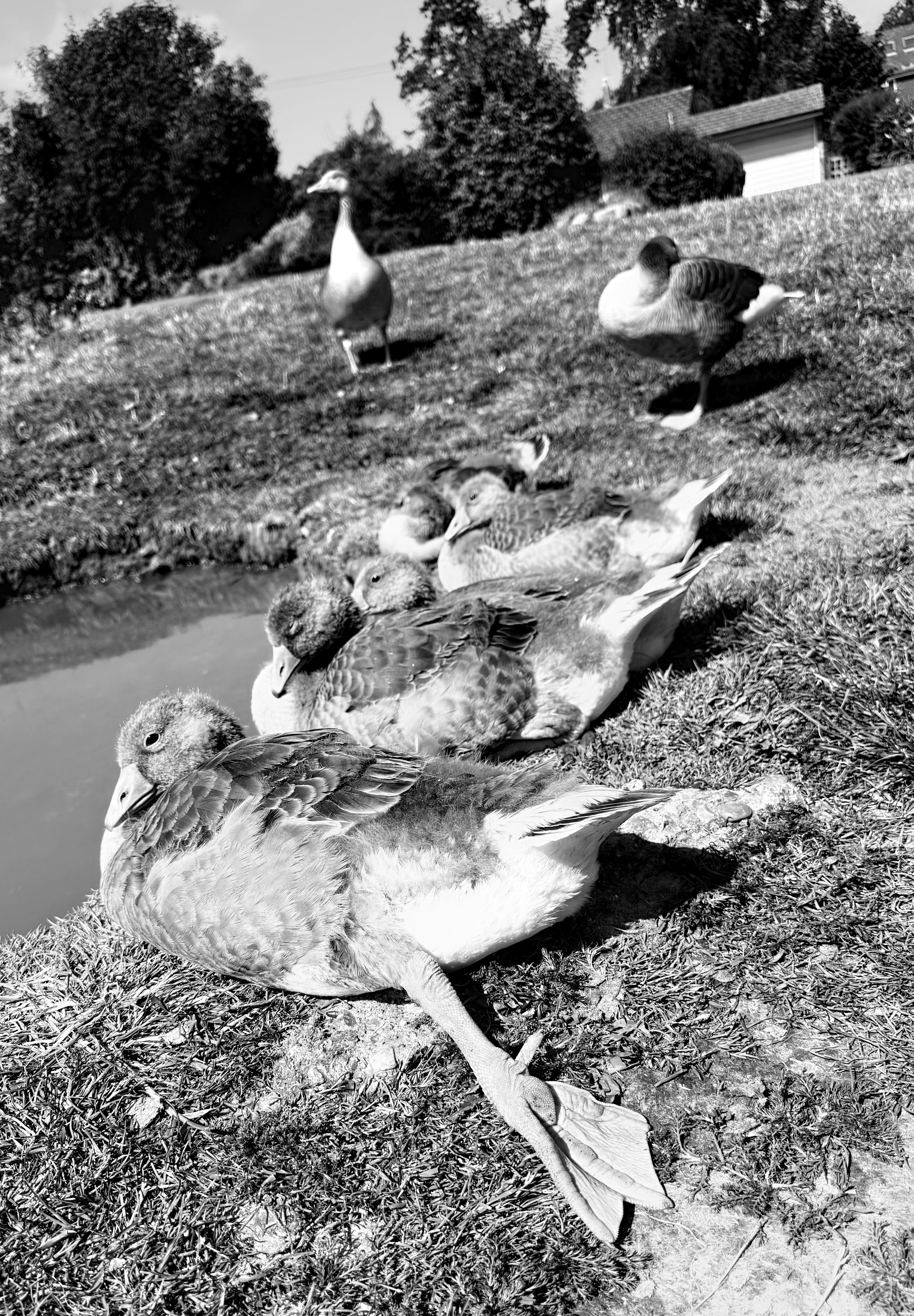 Ducks